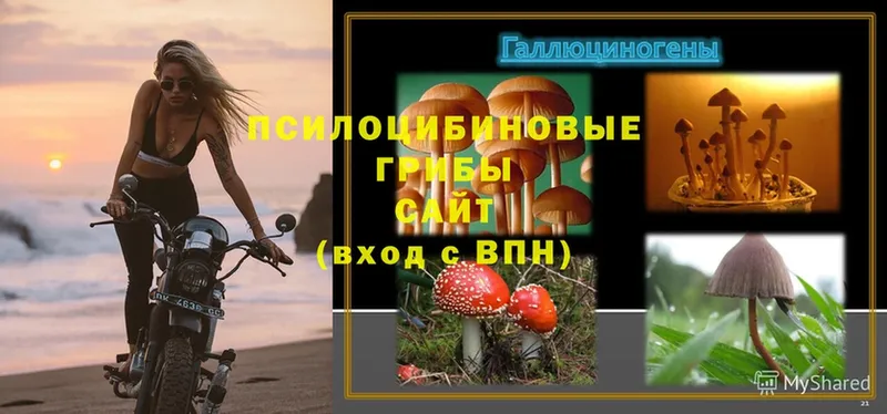 Галлюциногенные грибы MAGIC MUSHROOMS  Боровск 